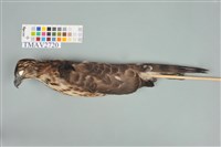 藏品(鳳頭蒼鷹)的圖片